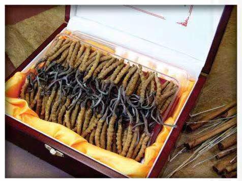 潭牛镇冬虫夏草回收